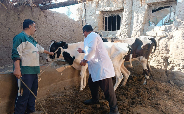 الزراعة تُحذر من تداول لقاحات مجهولة المصدر للتحصين ضد الحمى القلاعية