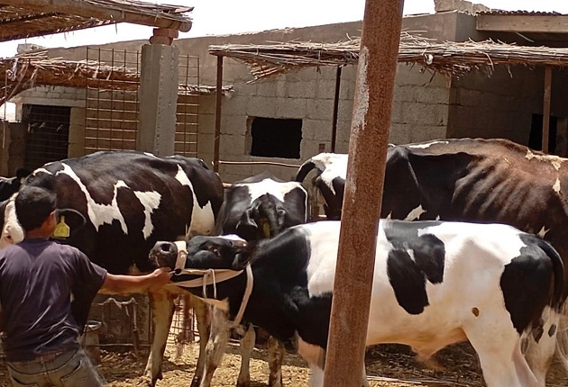 بحوث الصحراء يطلق قافلة بيطرية لتحسين صحة الثروة الحيوانية بسيناء 