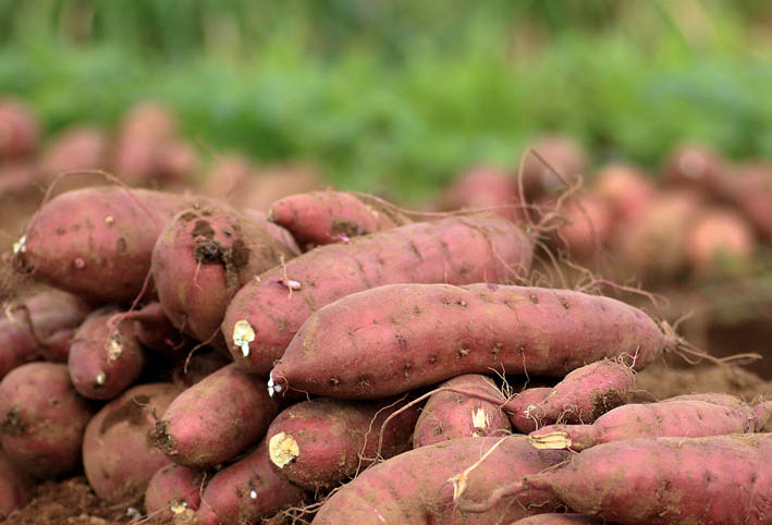 سلامة الأغذية: البطاطا الحلوة احتلت المركز الأول في صادراتنا