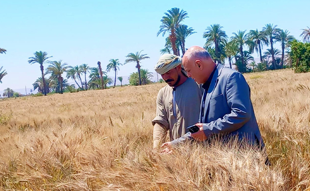 الزراعة: تحركات ميدانية مكثفة لمتابعة حصاد القمح وتوريده وإحالة المخالفين للنيابة العامة