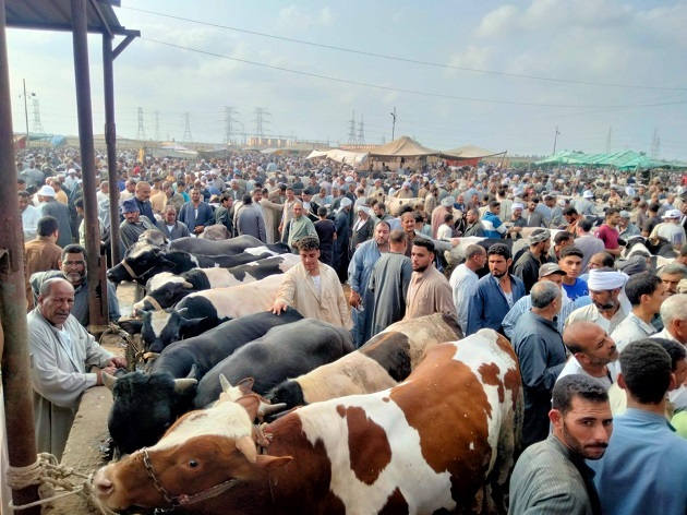 الزراعة تعلن تحصين أكثر من 2.2 مليون رأس ماشية 