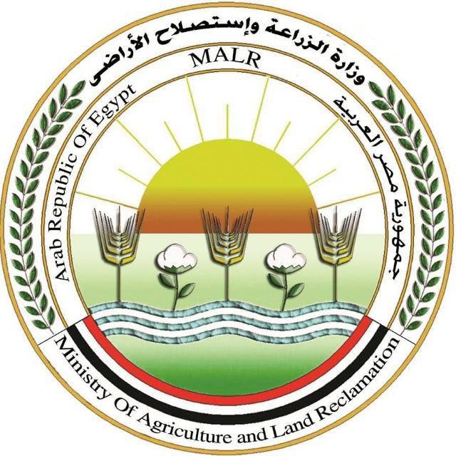  الزراعة تبدأ إعداد خطة تسويقية لتقاوي البطاطس المحلية