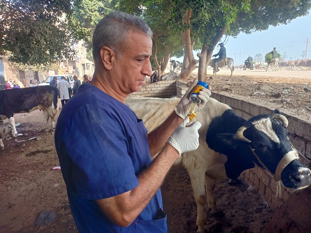 الزراعة تفحص 3300 رأس ماشية بالمجان بالمنيا