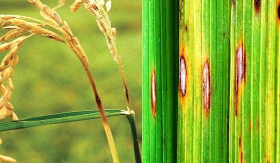 6 مبيدات معتمدة لمكافحة اللفحة في الأرز 
