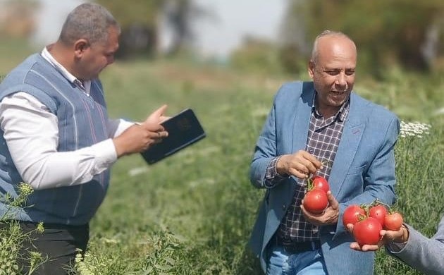 د.أحمد حلمي يتابع برامج تطوير هجن الطماطم بمحطة شندويل بسوها