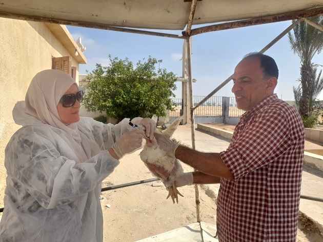 الزراعة تواصل أعمال التقصي والتحصين بمزارع وأسواق الدواجن 
