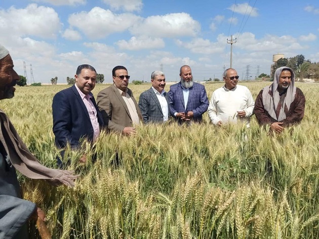 قطاع استصلاح الأراضي يتابع حالة زراعات القمح 