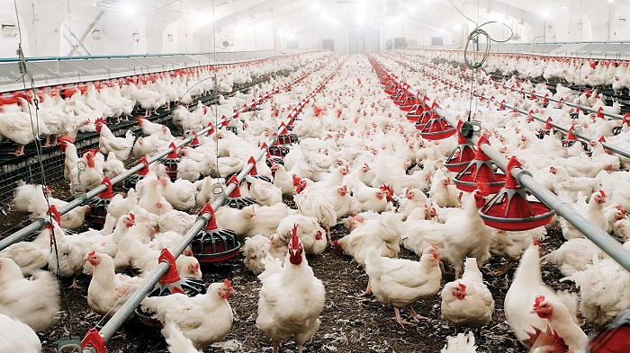 الزراعة تعلن فحص 654 مزرعة وسحب 8 آلاف عينة منذ يناير 2026