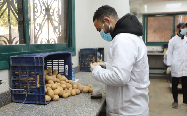 الزراعة: فحص 252 ألف طن من البطاطس المُعدة للتصدير