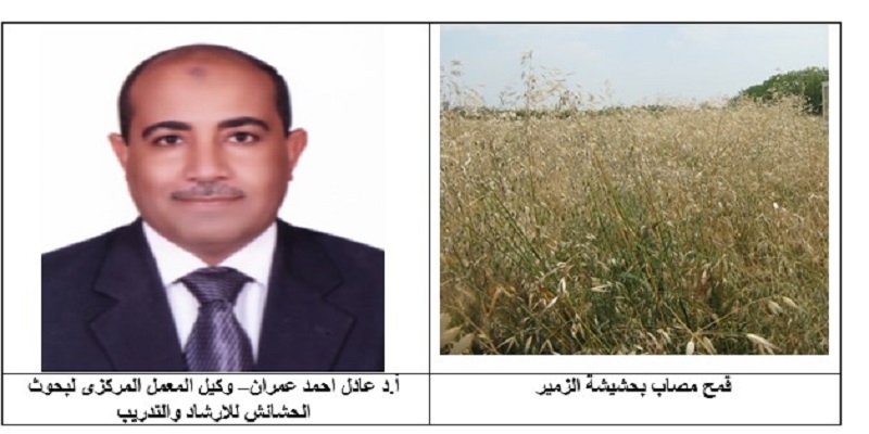 د.عادل عمران يوضح المكافحة المتكاملة لحشيشة الزمير فى حقول ا