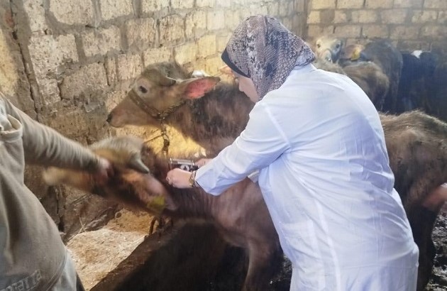 الزراعة تعلن تحصين 14 ألف رأس ضد البروسيلا 