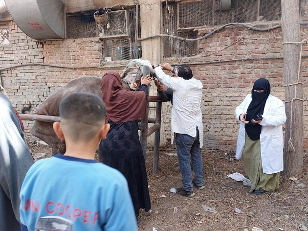 الزراعة: 241 قافلة بيطرية مجانية لدعم صغار المربين في 238  قرية 