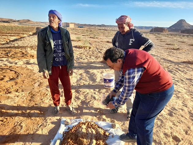 بحوث الصحراء ينظم حقول إرشادية باستخدام الأسمدة الحيوية في سيناء 