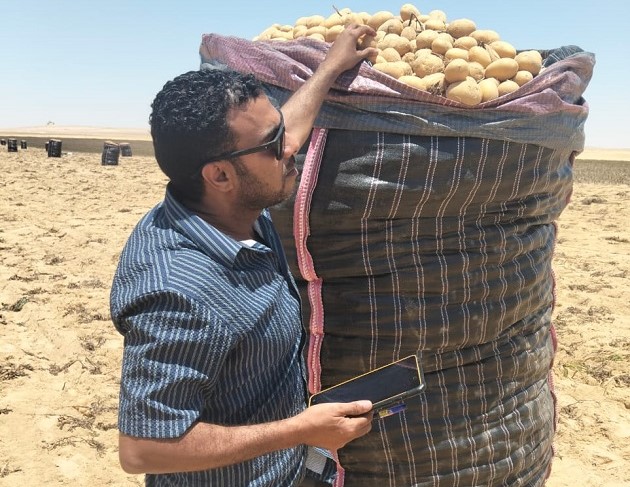 الزراعة تفحص  1.3 مليون طن بطاطس مائدة للتصدير 