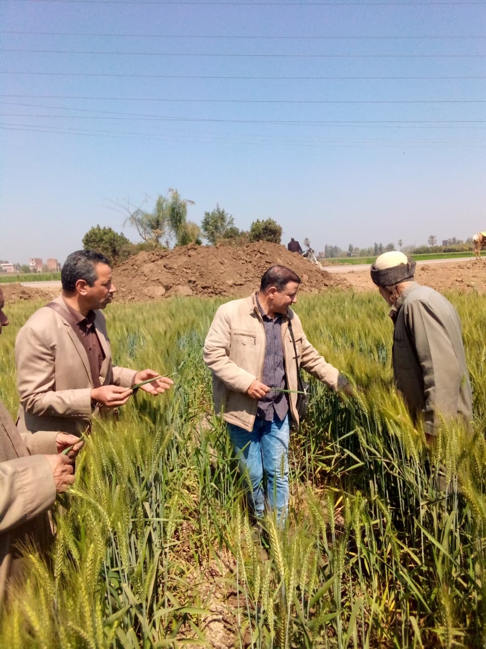 الزراعة تستعد لموسم القطن ببرامج تدريبية موسعة لمكافحة الآفات