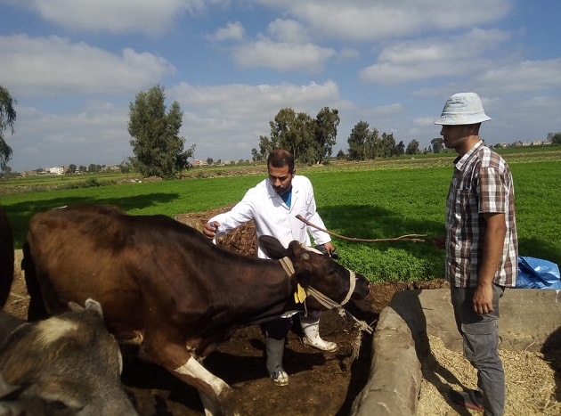 الزراعة تعلن تحصين أكثر من 800 ألف رأس ماشية 