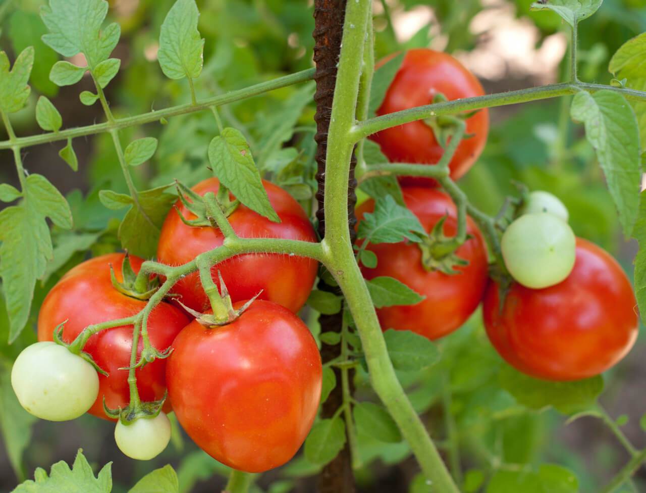 علاج الدودة القارضة في الطماطم