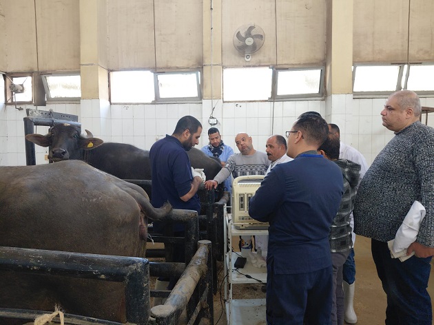الزراعة تنظم تدريبا للأطباء البيطريين على تقنيات السونار الحديثة