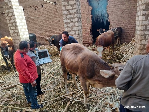 الخدمات البيطرية تنفذ التلقيح الاصطناعي لـ 59 ألف رأس ماشية