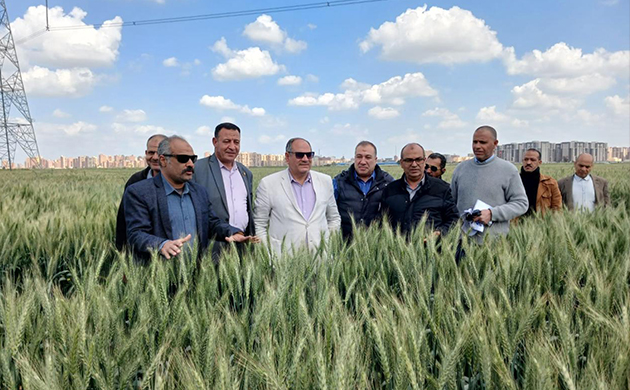 الزراعة: استنباط أصناف قمح مبكرة وعالية الإنتاجية لدعم الأمن الغذائي