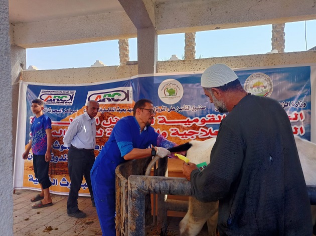 البحوث الزراعية يدعم صغار المربين بالقليوبية بـ 3 قوافل بيطرية