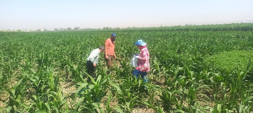 محافظ أسيوط: حقول الذرة الرفيعة بحالة جيدة 