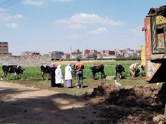 الزراعة: تحصين 2.4 مليون رأس ماشية ضد الحمى القلاعية والوادي المتصدع