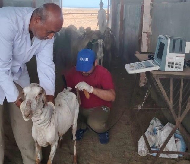 بحوث الصحراء يطبق تقنية السونار لتعزيز إنتاجية الثروة الحيوانية 
