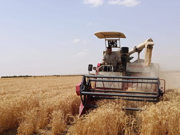 الريف المصري تنجح في زراعة القمح بمياه شديدة الملوحة