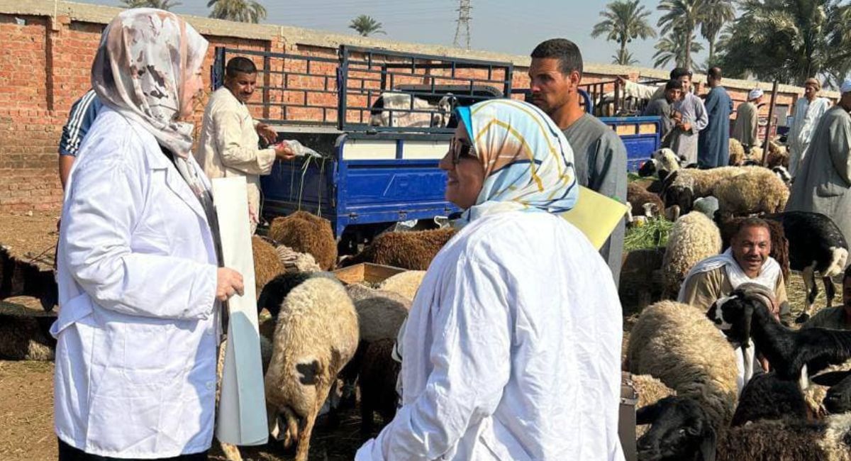 الزراعة تتابع أسواق الماشية في القاهرة وبني سويف وبورسعيد